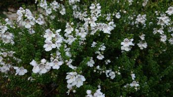 Prostanthera cuneata  - 9cm pot